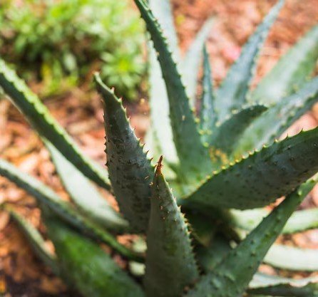aloevera rhumatisme elixir de bien-être Caroline Naturopathe